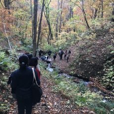 【サワダ先生】白神山地を訪問しました