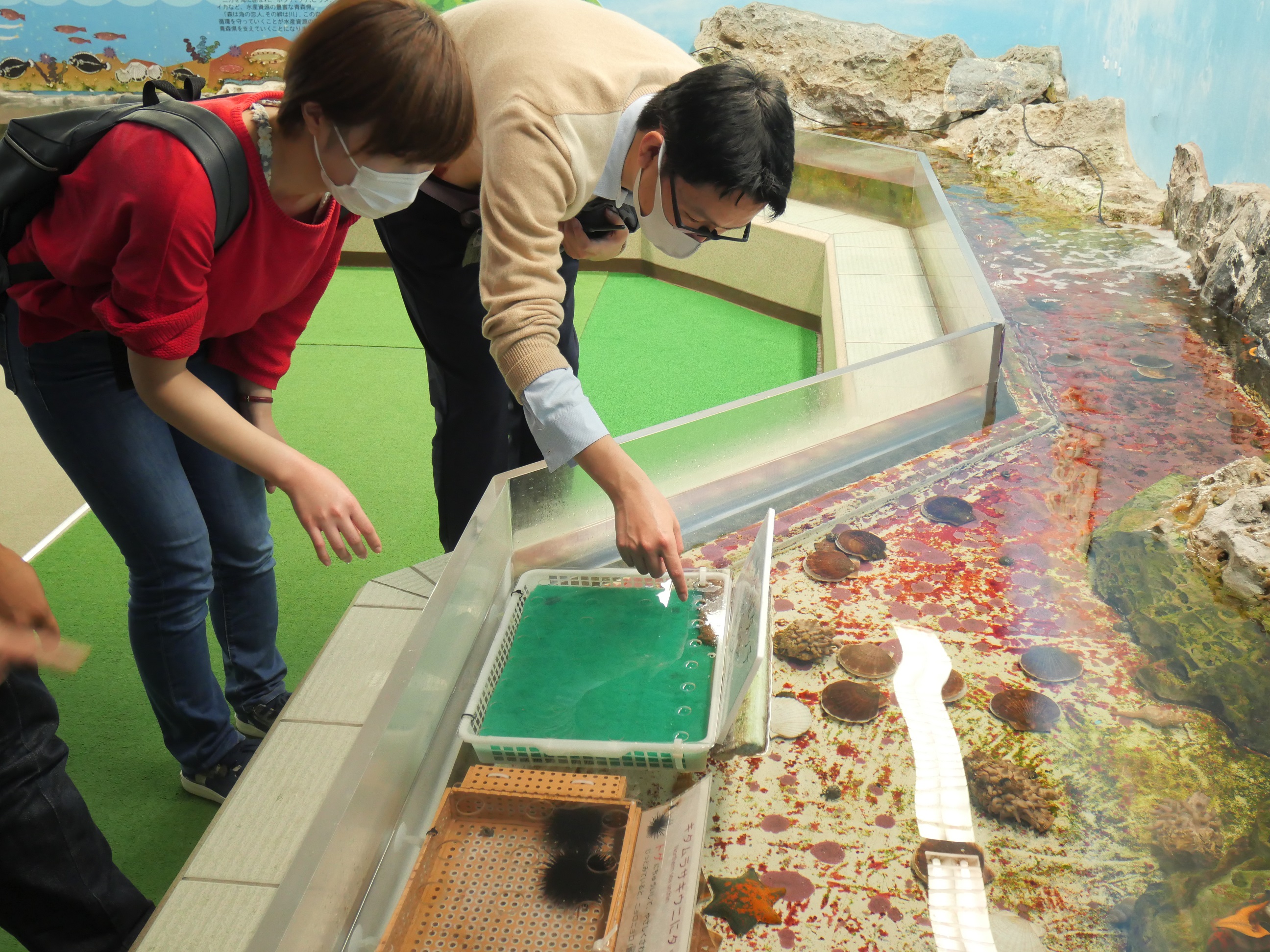あおもり体験ツアー(浅虫コース)を実施しました。 あおもり体験ツアー(浅虫コース)を実施しました。